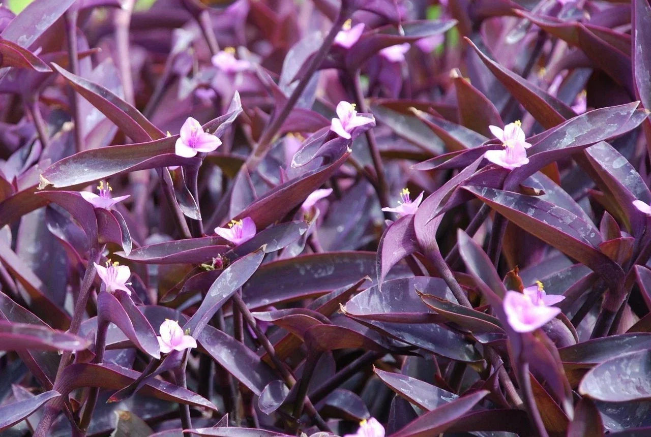 Purple Heart Wandering Jew Cuttings 4+ Fresh Cuttings, Tradescantia pallida, Easy to Grow Houseplant