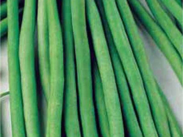 Slenderette Green Bean Seeds - Fresh Green Bean Seed Variety - Phaseolus vulgaris - FREE Shipping