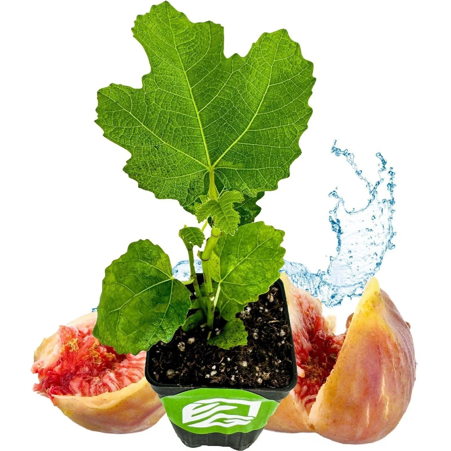 LSU Gold Fig Tree - Live Plant - Ficus carica - Fruit-Bearing Variety - Edible Fig Plant for Garden or Patio