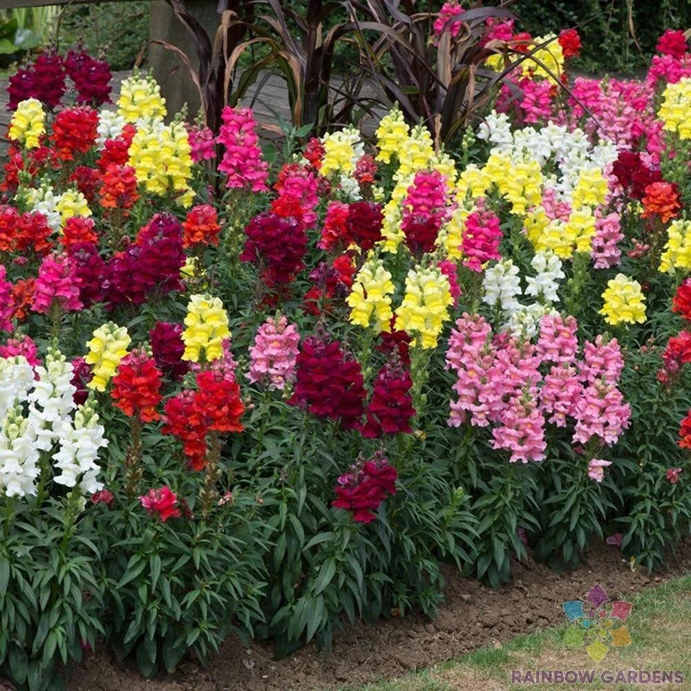 Snapdragon Seeds - 1000+ Sonnet Mix - Antirrhinum majus - Perfect for Garden Planting - USA - Free Shipping