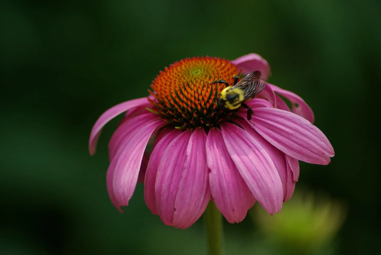 Echinacea Seeds - Sweet Pow Wow Berry Coneflower - Pollen Nectar Variety - Rudbeckia purpurea