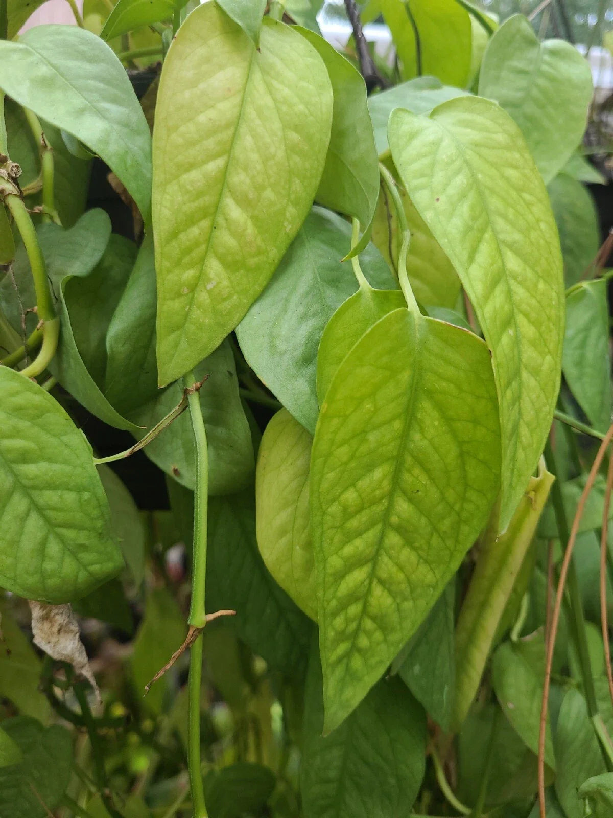 Cebu Blue Pothos Cutting - Unrooted 4 Node Plant - Epipremnum Pinnatum - Indoor Houseplant Decor