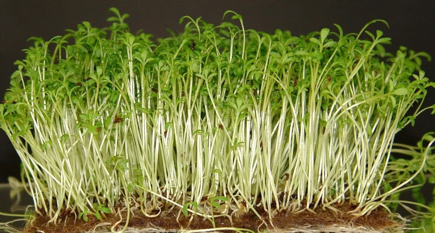 Curled Cress Seeds - 100 Seeds - Fresh Peppery Flavor - Lepidium sativum