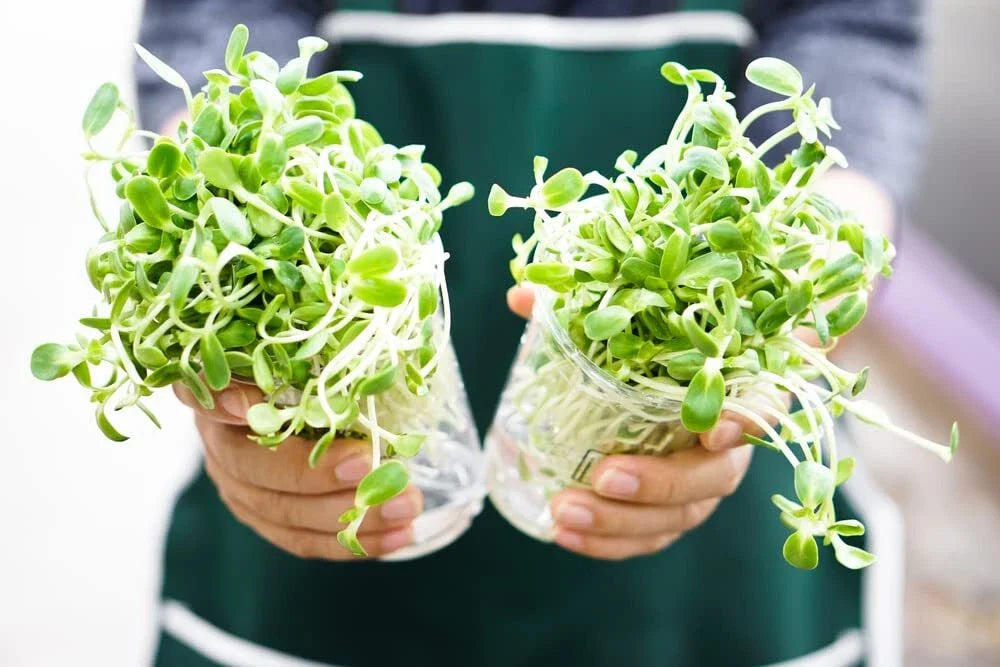 Sunflower Sprout Seeds - 200 Seeds - Organic, Non-GMO - Helianthus annuus - Grow Tasty Sprouts at Home