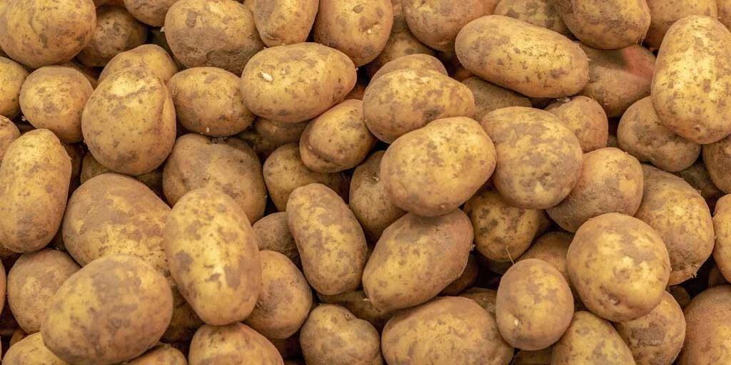 Kennebec Potato Seed Starters 3 lb - White Skinned, Mid-Season | Solanum tuberosum