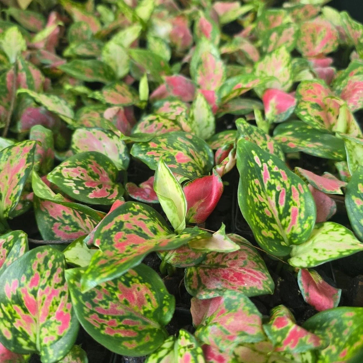 Diamond Red Chinese Evergreen Plant - 2.5" Pot - Aglaonema - Low Light Indoor Houseplant