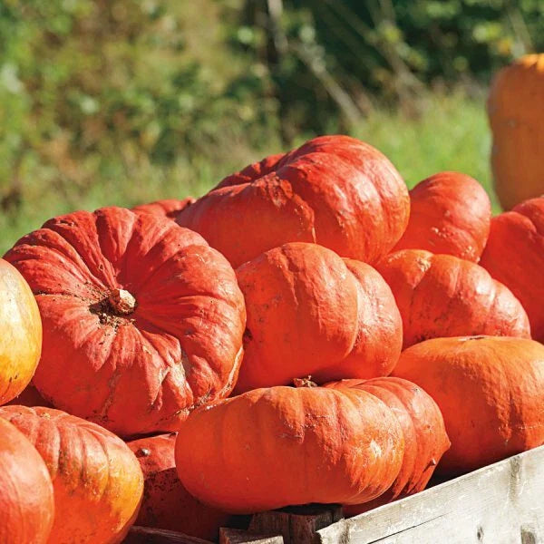 Cinderella Pumpkin Seeds - Heirloom Rouge Vif D'Etampes - Non-GMO - Organic Gardening - Free Shipping