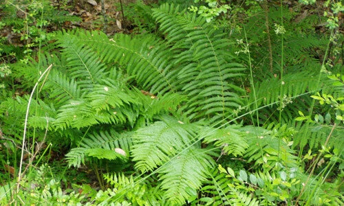 Cinnamon Fern Plants - 30 Pack - 3.5" Pots - Osmundastrum cinnamomeum - Lush Green Foliage for Shade Gardens