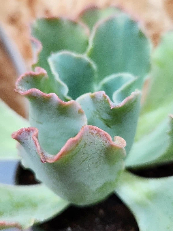 Echeveria Hybrid Ruffles Succulent Plant 4.5" Healthy Well Rooted in 4" Pot - Ideal for Indoor Decor, Low Maintenance