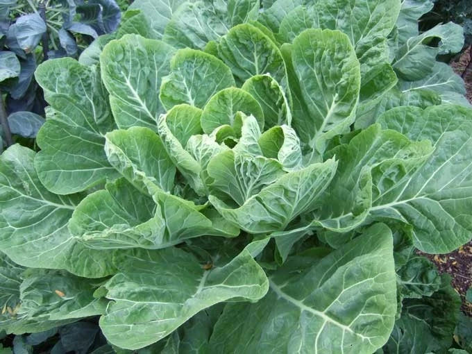 Collard Greens Seeds - Champion Variety - Huge Leaves with Mild Flavor - Brassica oleracea
