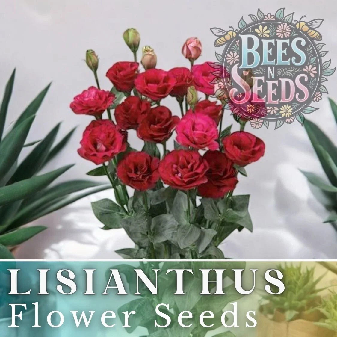 Lisianthus Seeds - Cherry Equinox Variety - Non-GMO Heirloom - 125 to 5000 Seeds - Eustoma grandiflorum