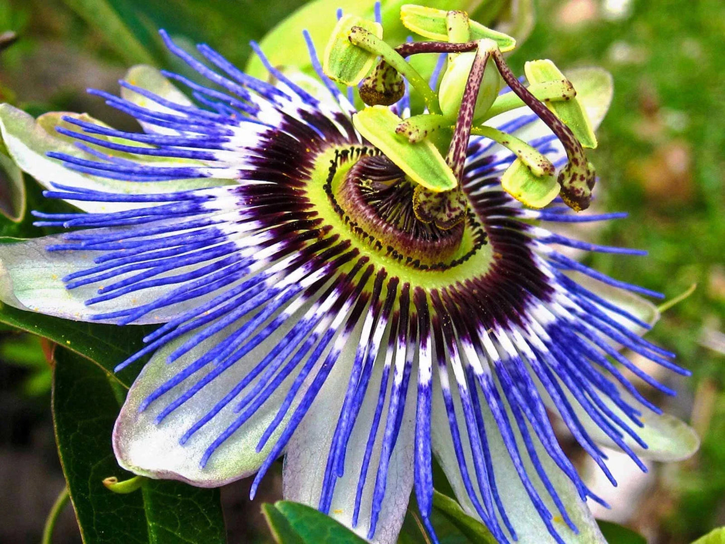 Hardy Blue Crown Passion Flower Starter Plant | Small Rooted Passiflora caerulea | Vibrant Blue Flowers