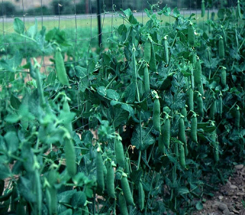 Lincoln Pea Seeds 100 Count Packet - High Yielding Variety - Pisum sativum
