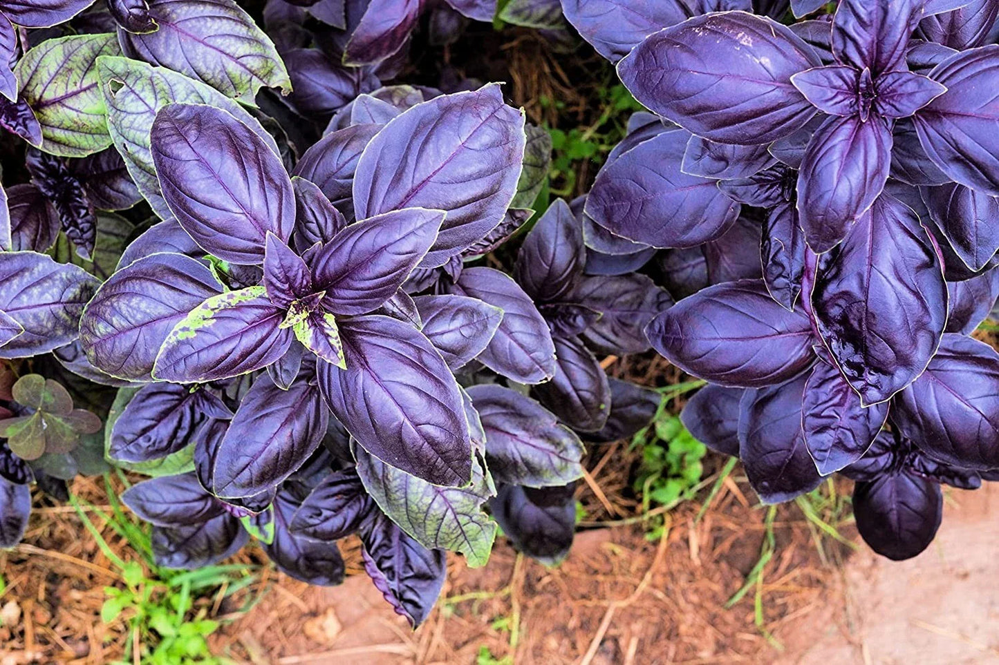 Purple Basil Herb Seeds - 200 Count - Ocimum basilicum 'Dark Opal' - Ideal for Home Gardening and Culinary Use