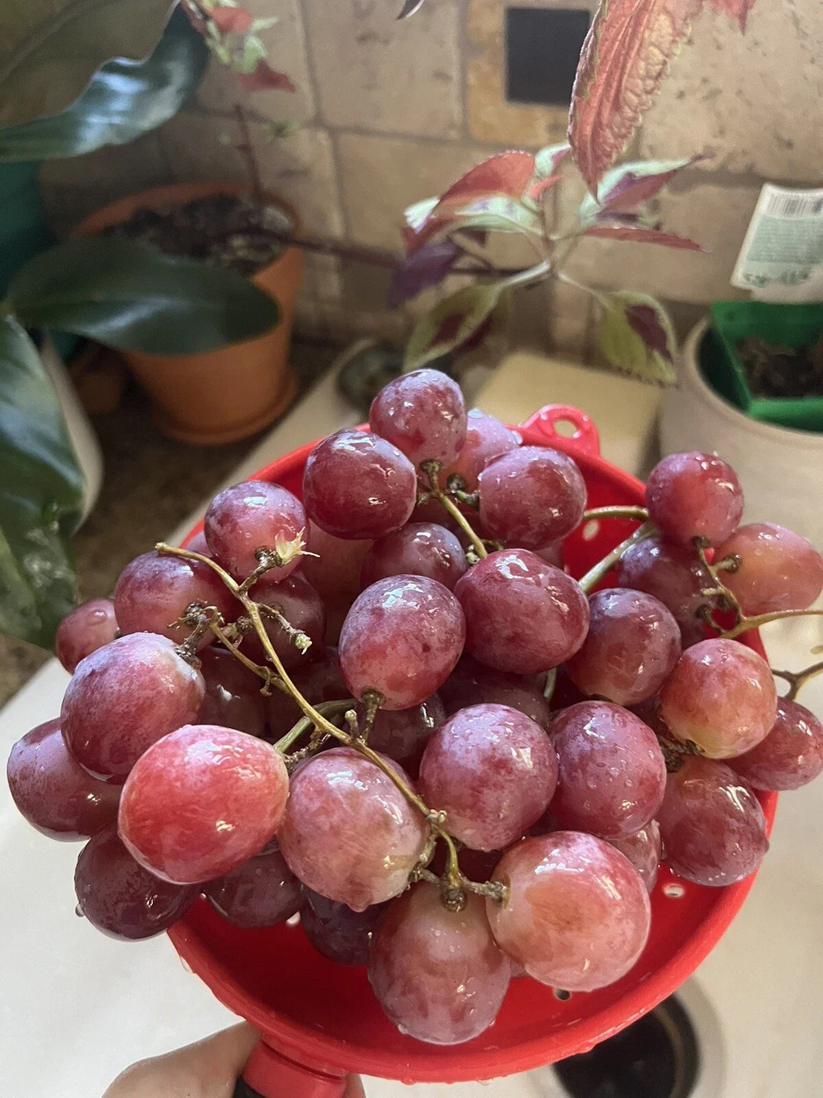 25 XL Giant Red Globe Grape Seeds | Vitis Vinifera | Table/Dessert Fruit Vine for Jelly Making