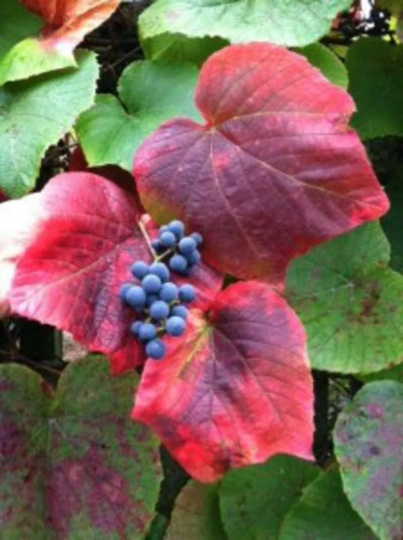 Crimson Glory Grape Vine Seeds - 10 Pack - Vitis coignetiae - Ideal for Planting and Gardening