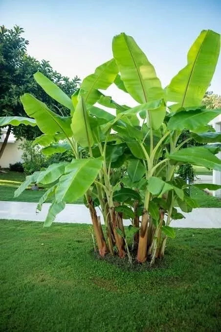 Darjeeling Banana Tree Seeds - 5 Seeds - Musa sikkimensis - Tropical Fruit Planting Seeds