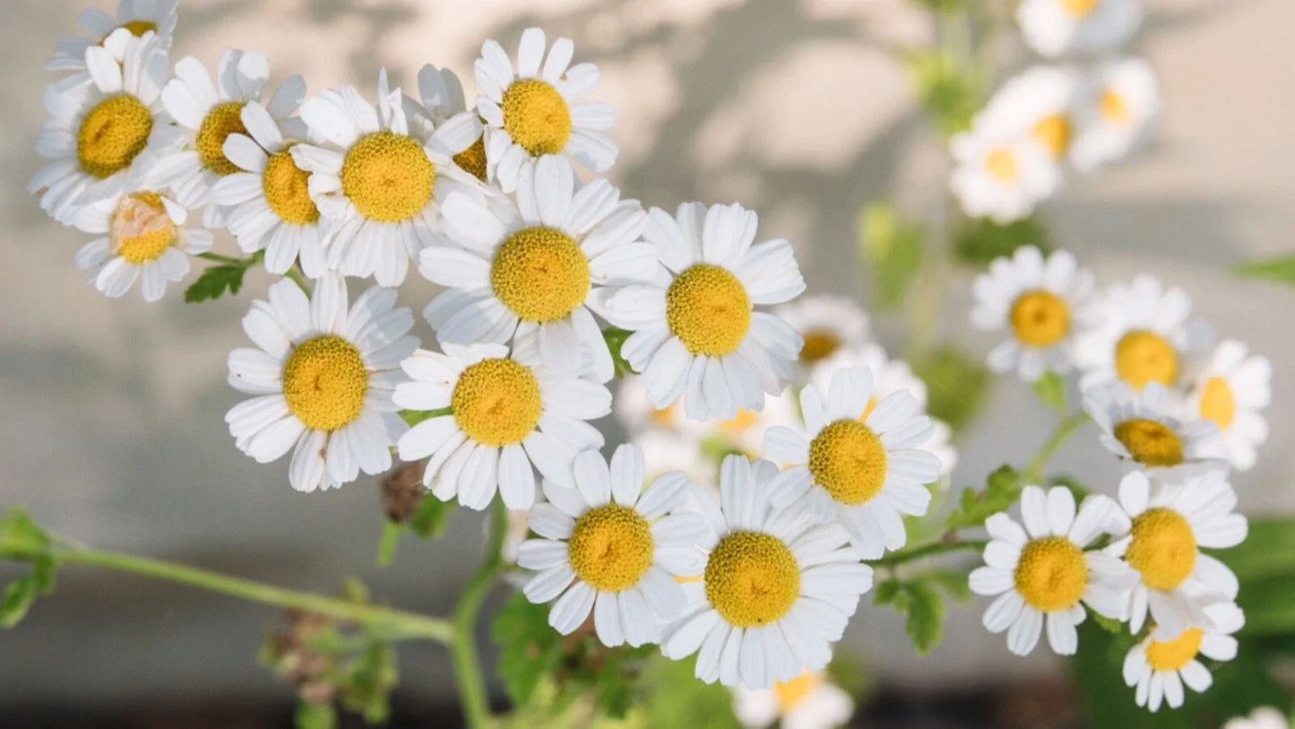 Chamomile Seeds 600 Count Fresh Crop Matricaria chamomilla Organic Herbal Gardening