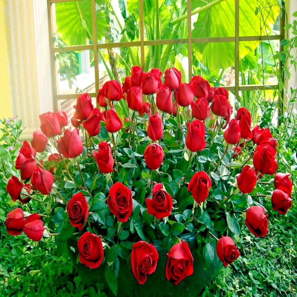 Japanese Red Rose Bush Seeds - Rosa Rugosa Rubra - Hardy Flower Plant for Garden