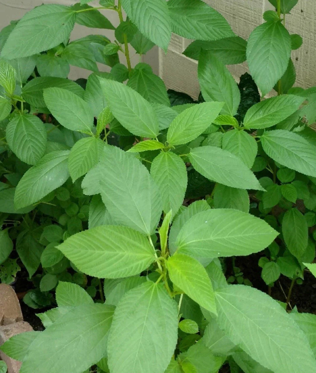 Egyptian Spinach Seeds - 500+ Seeds, Saluyot Jute, Molokhia (Corchorus olitorius)