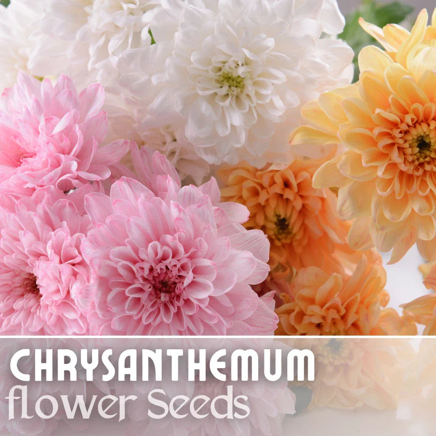 Chrysanthemum Seeds - Soft Pastel Mix - 200+ Flower Seeds - Mum Flower Seeds - Colorful Garden Variety