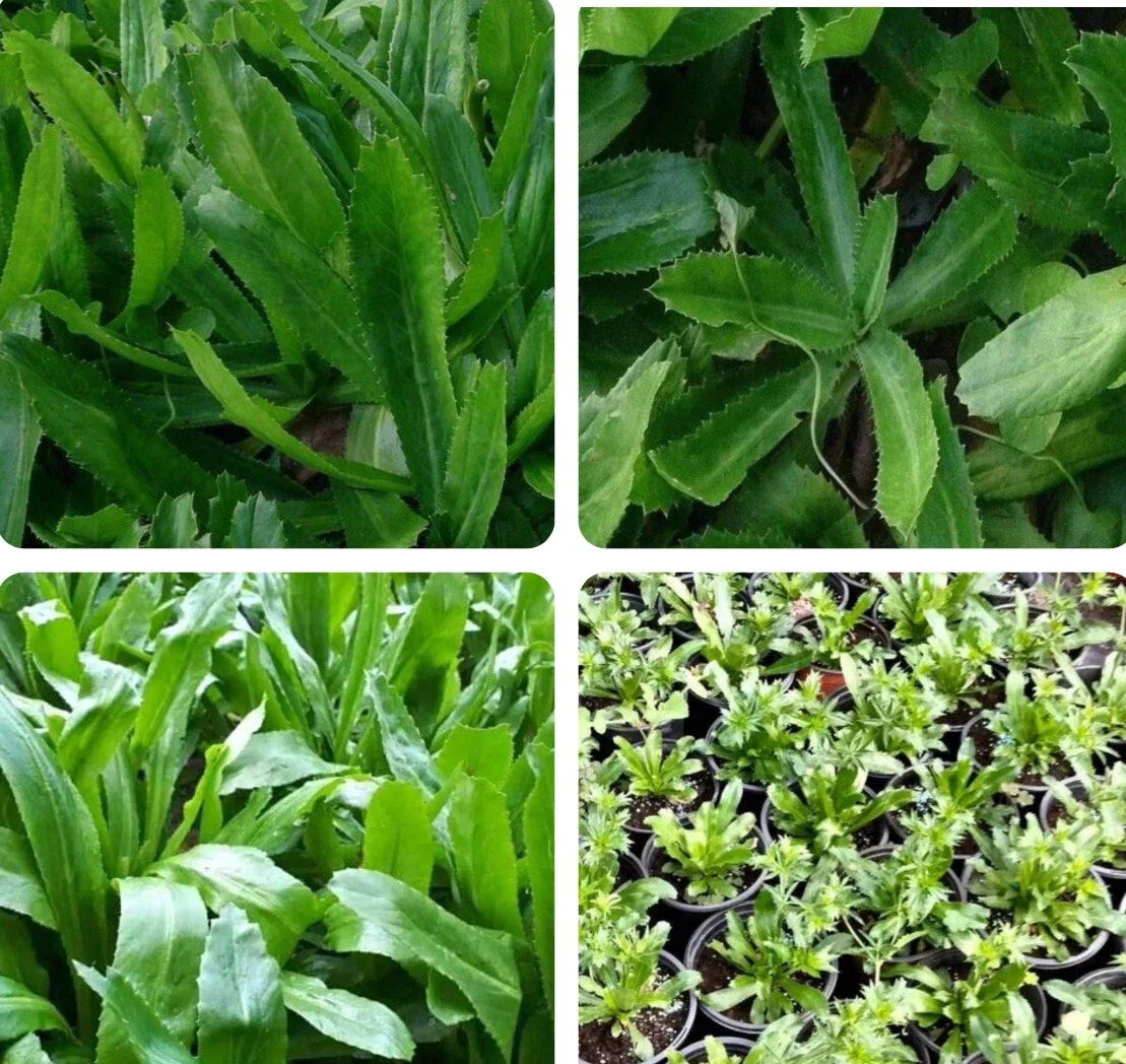 CULANTRO Seeds - 500+ Mexican Coriander, Ngò Gai, Recao, Chadon Beni - B2G1 Free - Aromatic Herb Seeds for Cooking