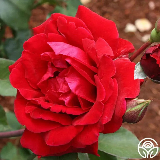 Don Juan Climbing Rose Cuttings - Fresh Unrooted - 3 Stems - Rosa 'Don Juan'