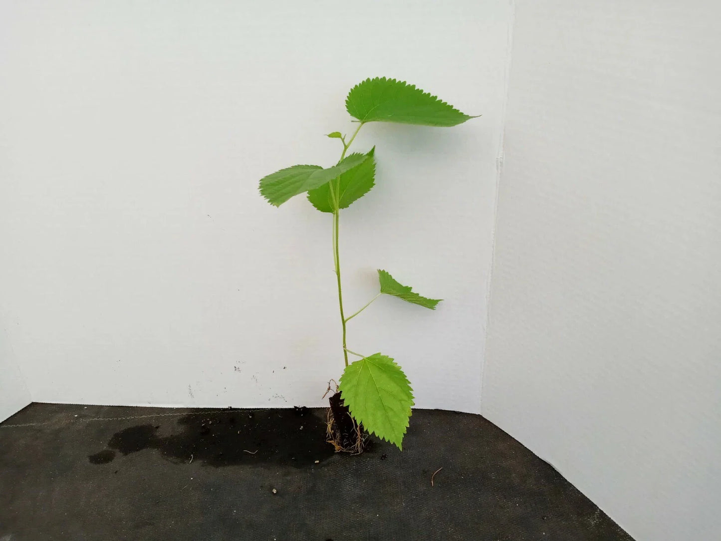 Dwarf Everbearing Mulberry Trees - 2 Starter Plants - Morus nigra - Organic, 4-12 Inches Tall, Zones 6-10, Edible Berries