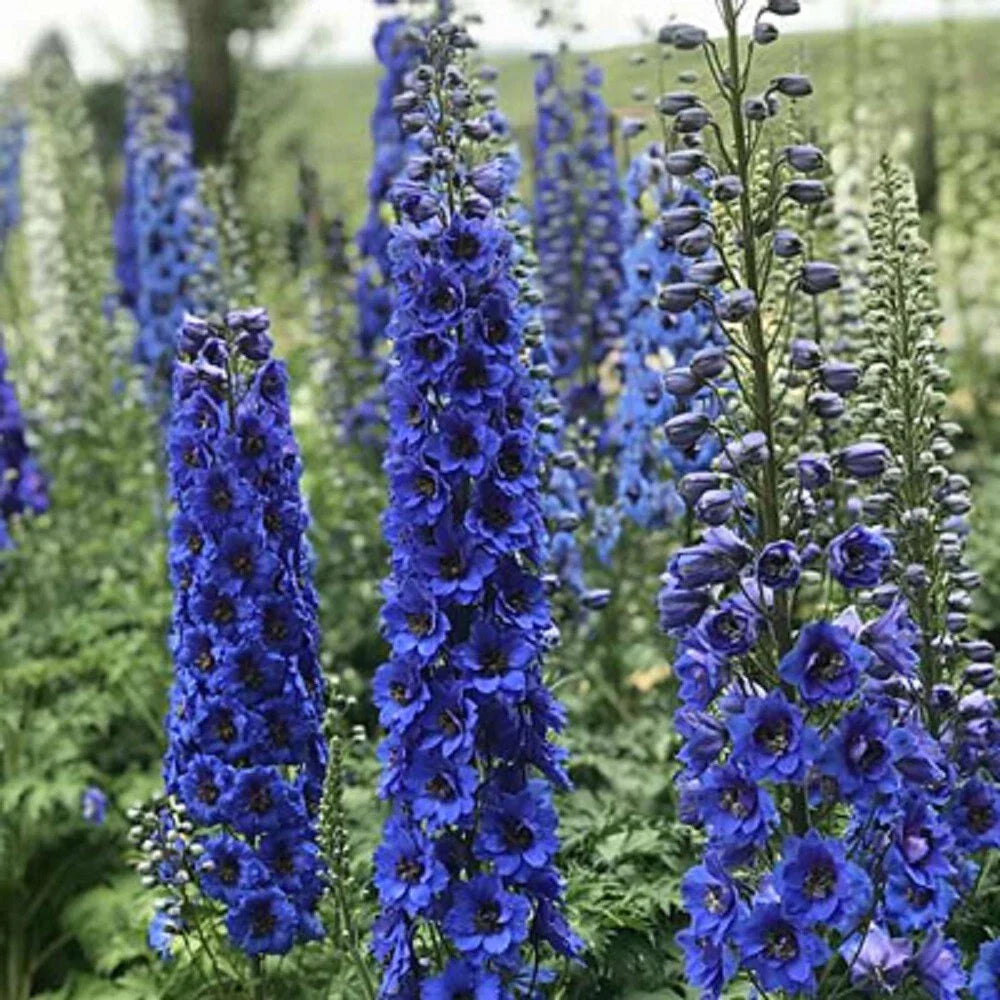 Delphinium Seeds - 50 Blue Buccanee Perennial Flower Seeds - Stunning Blooms for Garden - Delphinium spp.
