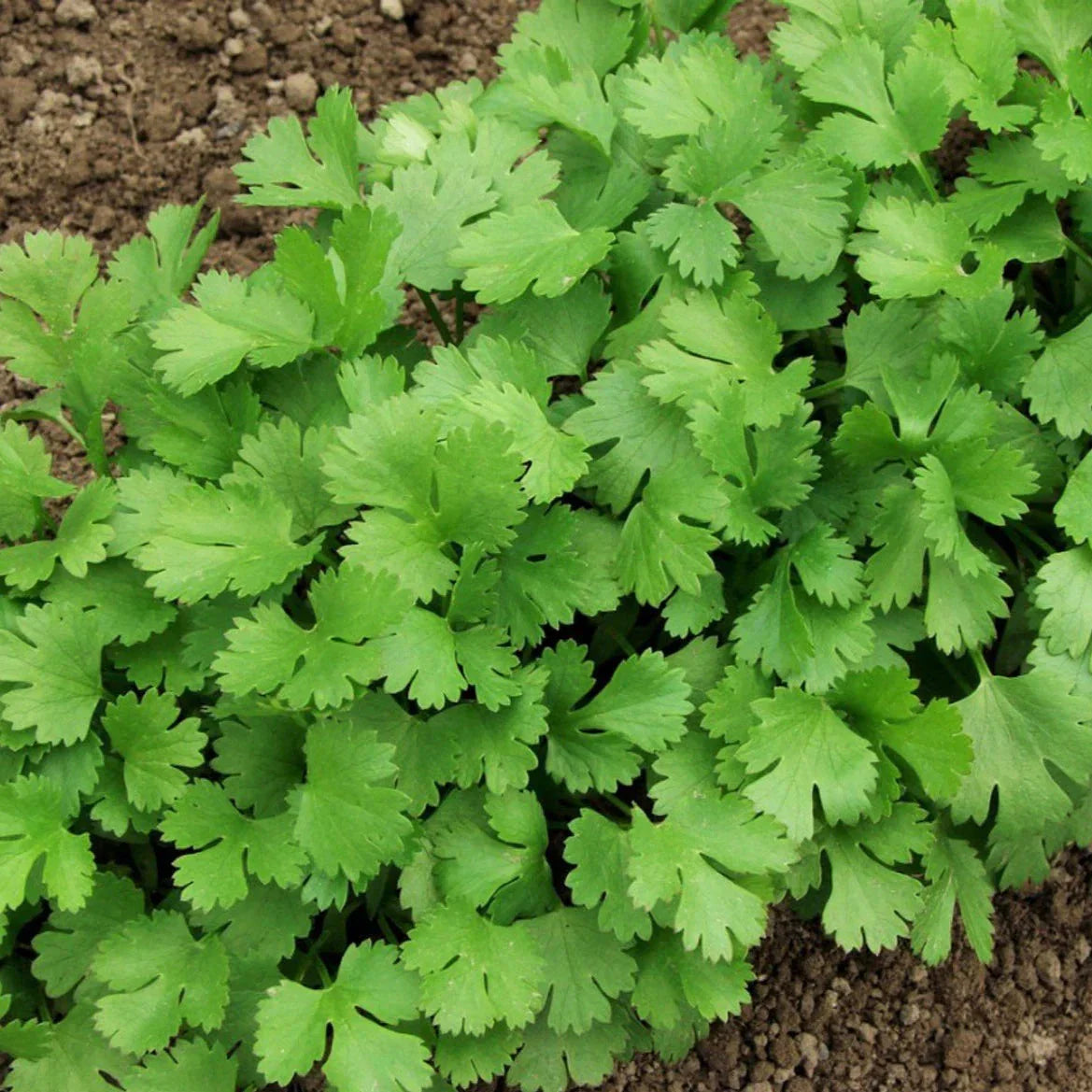 Cilantro Seeds - 200+ Count - Slow Bolting Mexican Variety - Coriandrum sativum