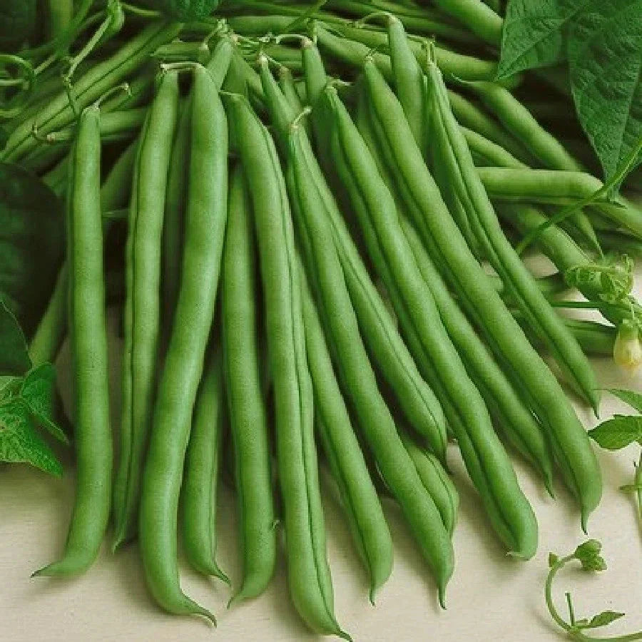 Kentucky Wonder Green Bean Seeds - 30+ Count - Heirloom Pole Variety - Phaseolus vulgaris