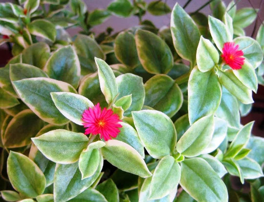 Variegated Baby Sun Rose Succulent - 4" Heart Leaf Ice Plant - Aptenia Cordifolia