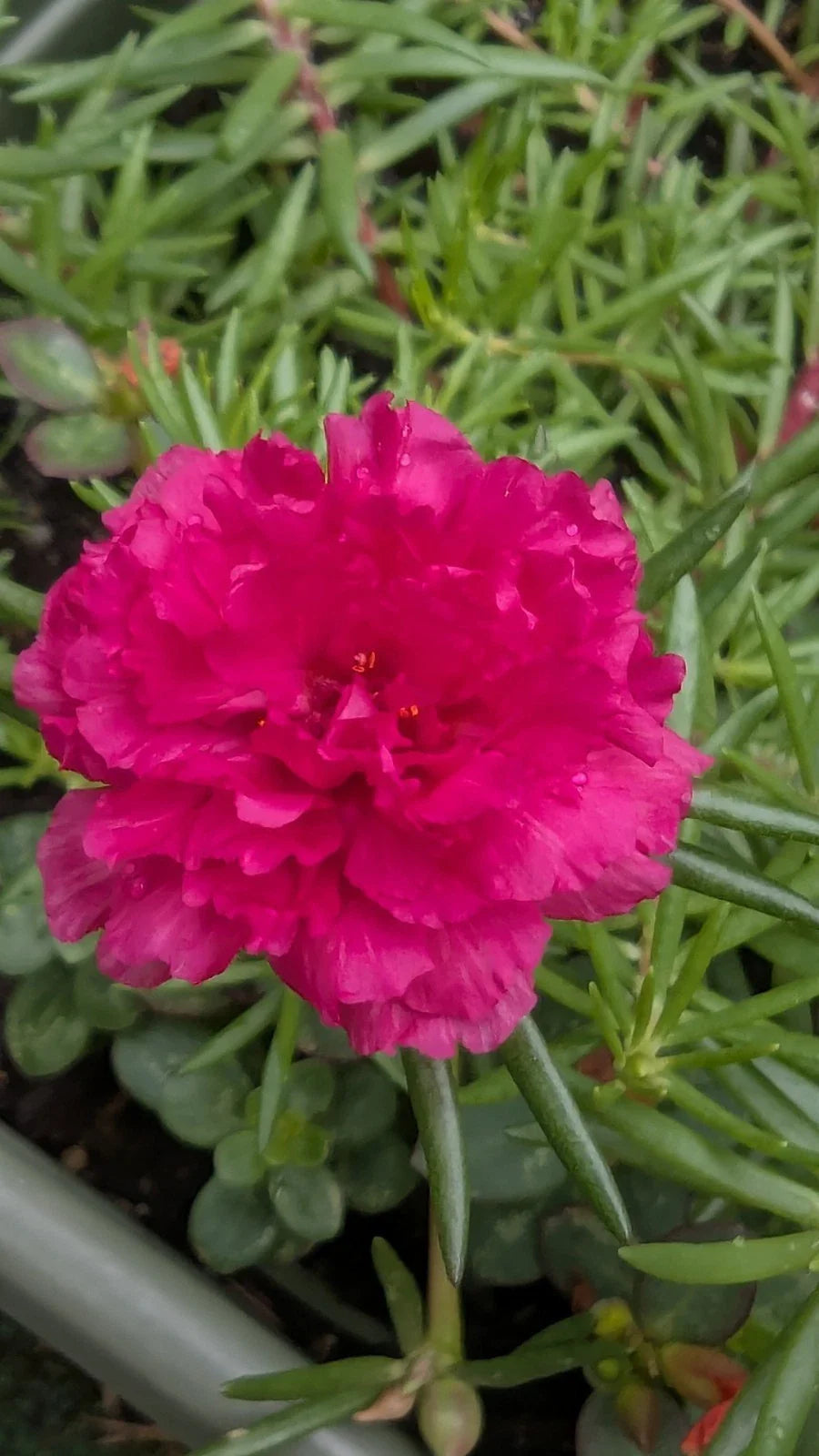 Hot Pink Portulaca Moss Rose Cuttings - 10 Unrooted Double Blooms - Portulaca grandiflora