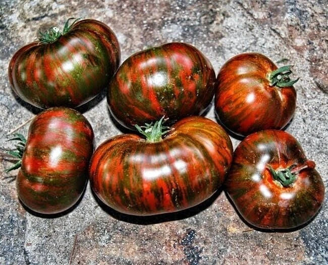 Chocolate Stripe Tomato Seeds - 30+ Heirloom Organic Non-GMO - Rare Variety for Home Gardening