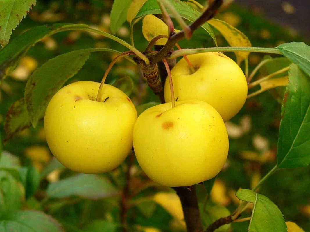 European Crab Apple Seeds, 30 Count, Malus Sylvestris, French Crabapple, Fruit Tree Seeds, Hardy Ornamental Tree