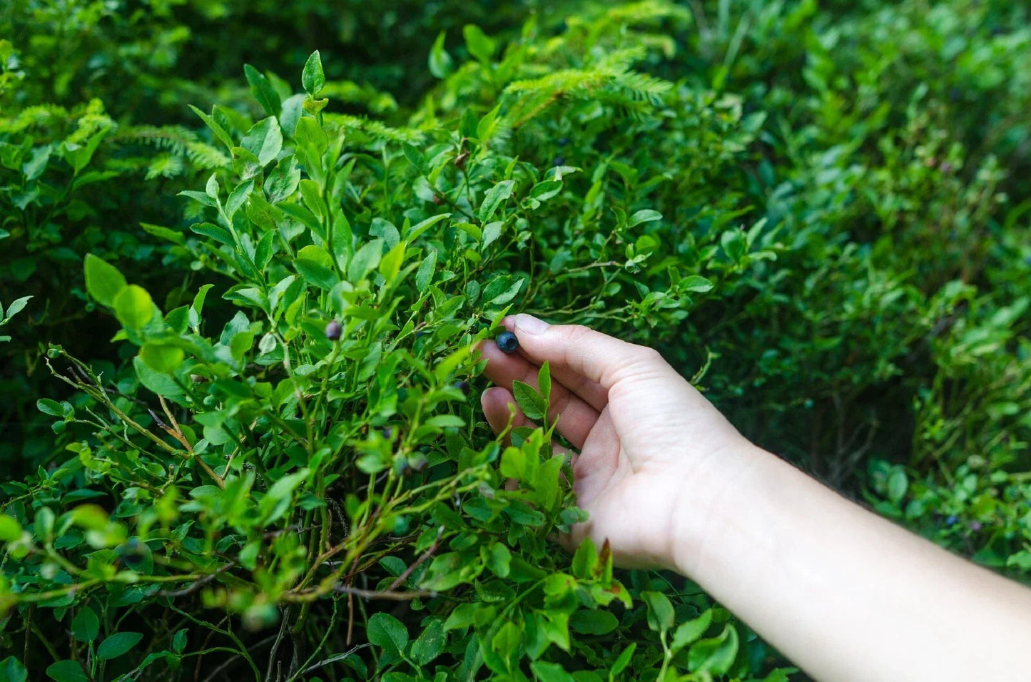 Evergreen Huckleberry Seeds - 50+ Seeds - Vaccinium ovatum - Edible Fruit Plant - Free U.S. Shipping