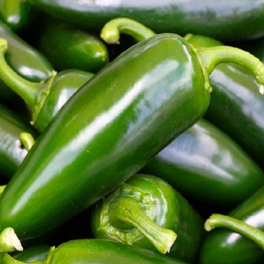 Tam Jalapeno Pepper Seeds | NON-GMO Heirloom Seeds | Spicy Green Peppers | Capsicum annuum