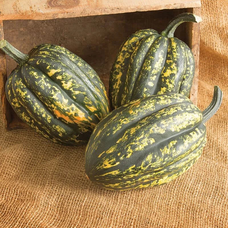 Starry Night Acorn Squash Seeds | Heirloom Seed Variety for Planting | Cucurbita pepo | Fall Decor Gardening
