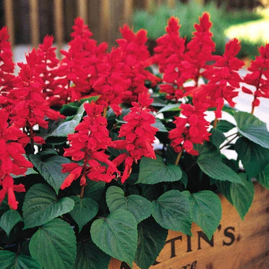 Red Salvia Live Plant - 1 Pot with 2 Plants - Easy to Grow, Vibrant Red Flowers - Salvia splendens