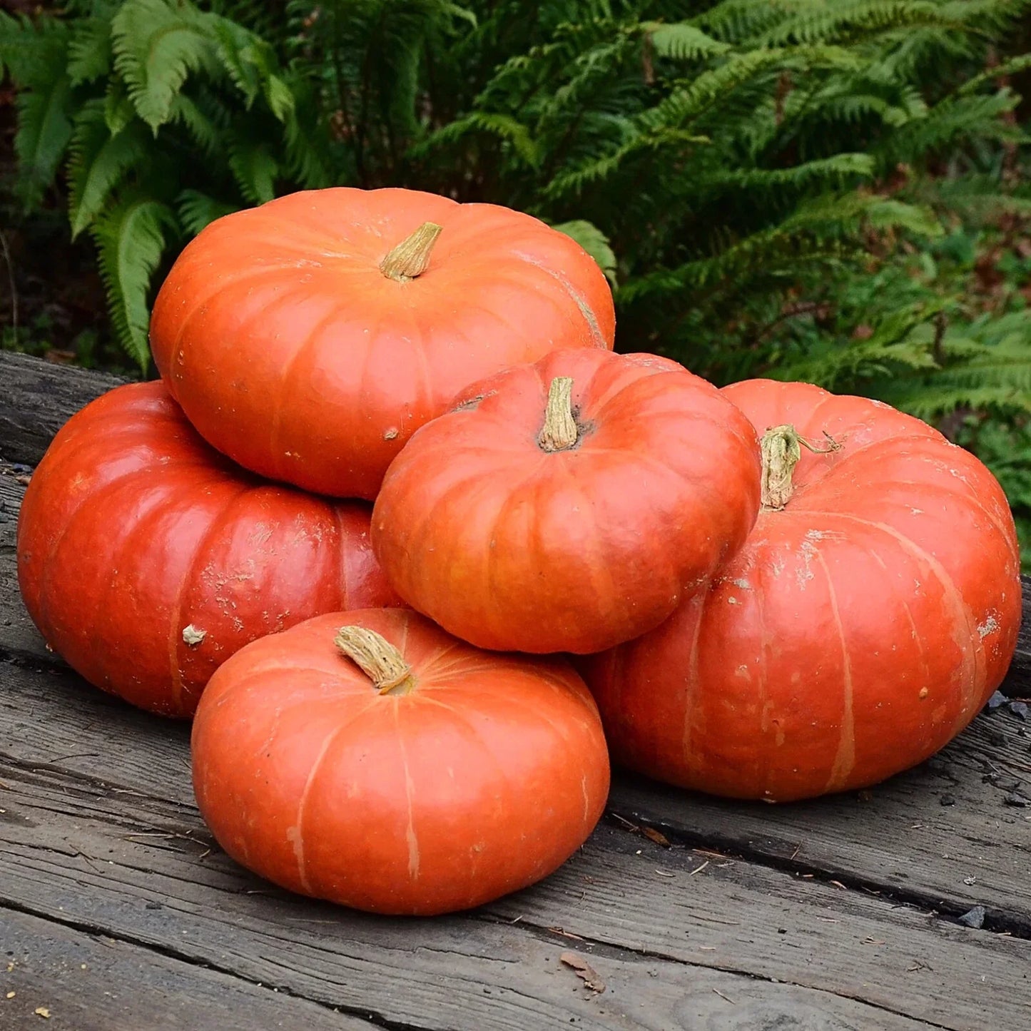 Cinderella Pumpkin Squash Seeds, 30+ Seeds, Cucurbita pepo, Heirloom Variety, Non-GMO, Home Garden, Fall Harvest