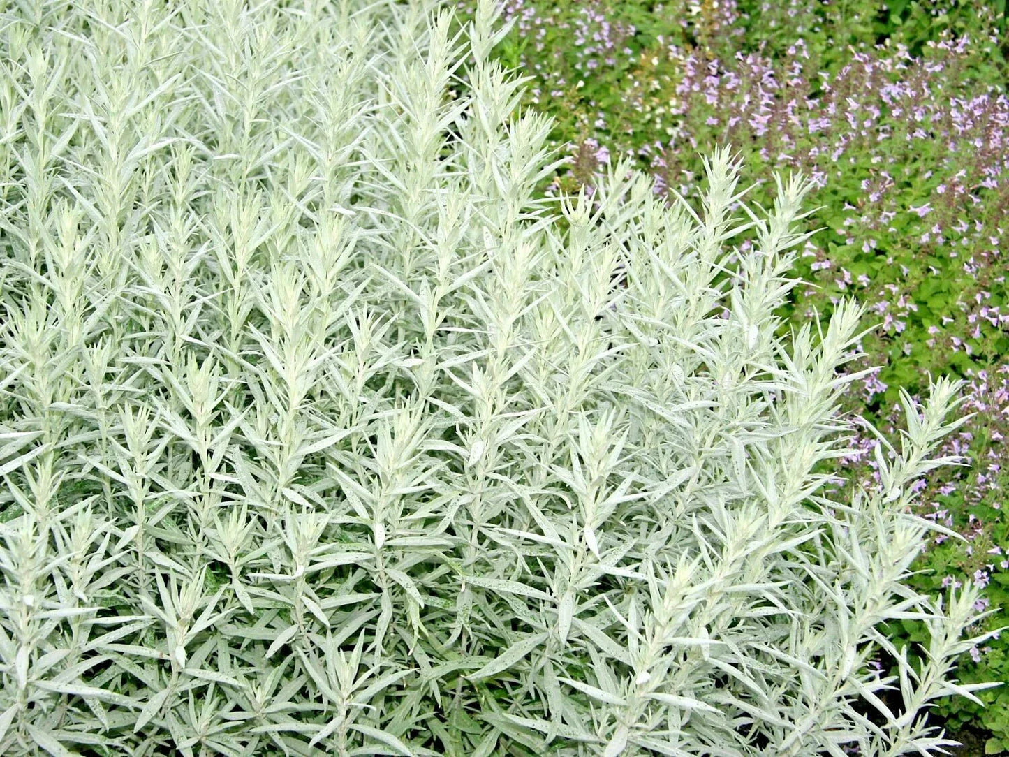 Prairie Sage Flower Seeds 300+ White Sagebrush Perennial Native Wildflower (Artemisia ludoviciana) for Smudging
