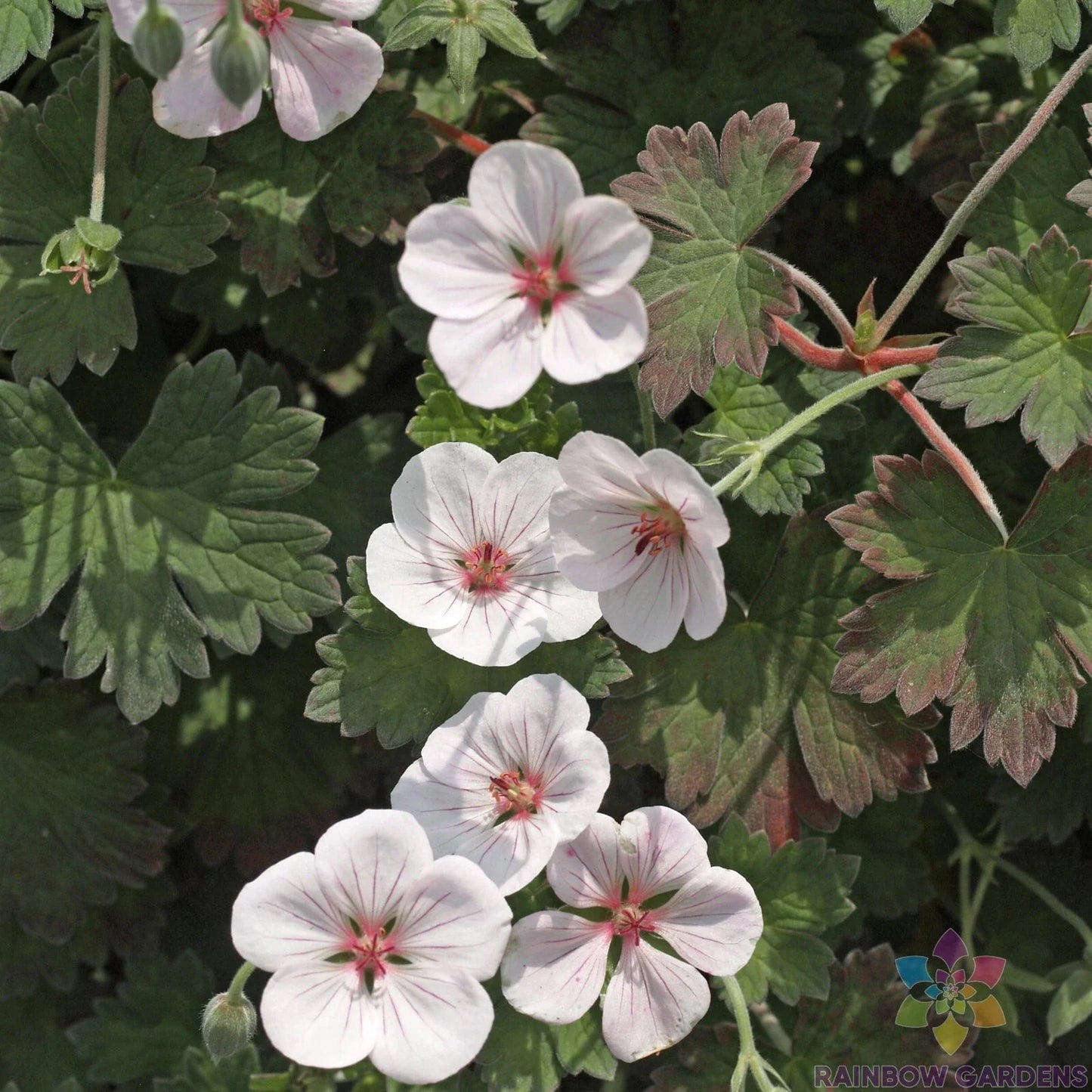 Coombland White Geranium Seeds - 25+ Pack for Garden Planting - Pelargonium × hortorum - USA
