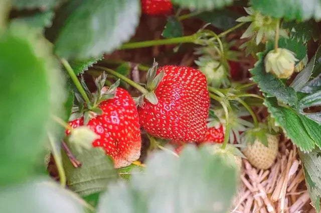 Eversweet Everbearing Strawberry Plants - Set of 6 Live Bare Root - Disease Resistant, Self-Pollinating, Zones 5-8