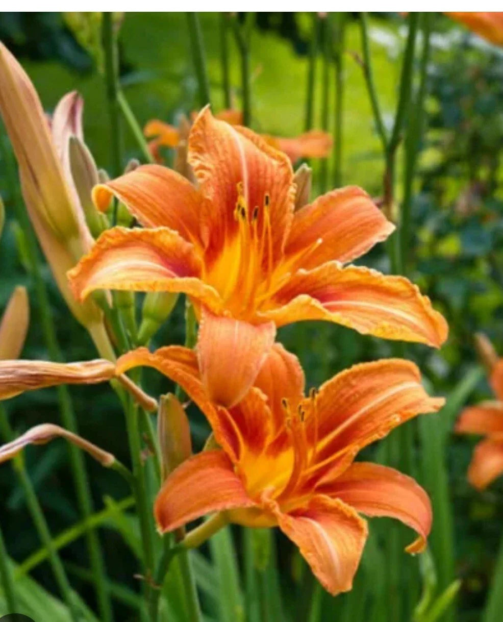 Daylily Big Roots Plants - Tawny Ditch Lily (Hemerocallis fulva) - Free Shipping - 40 Roots