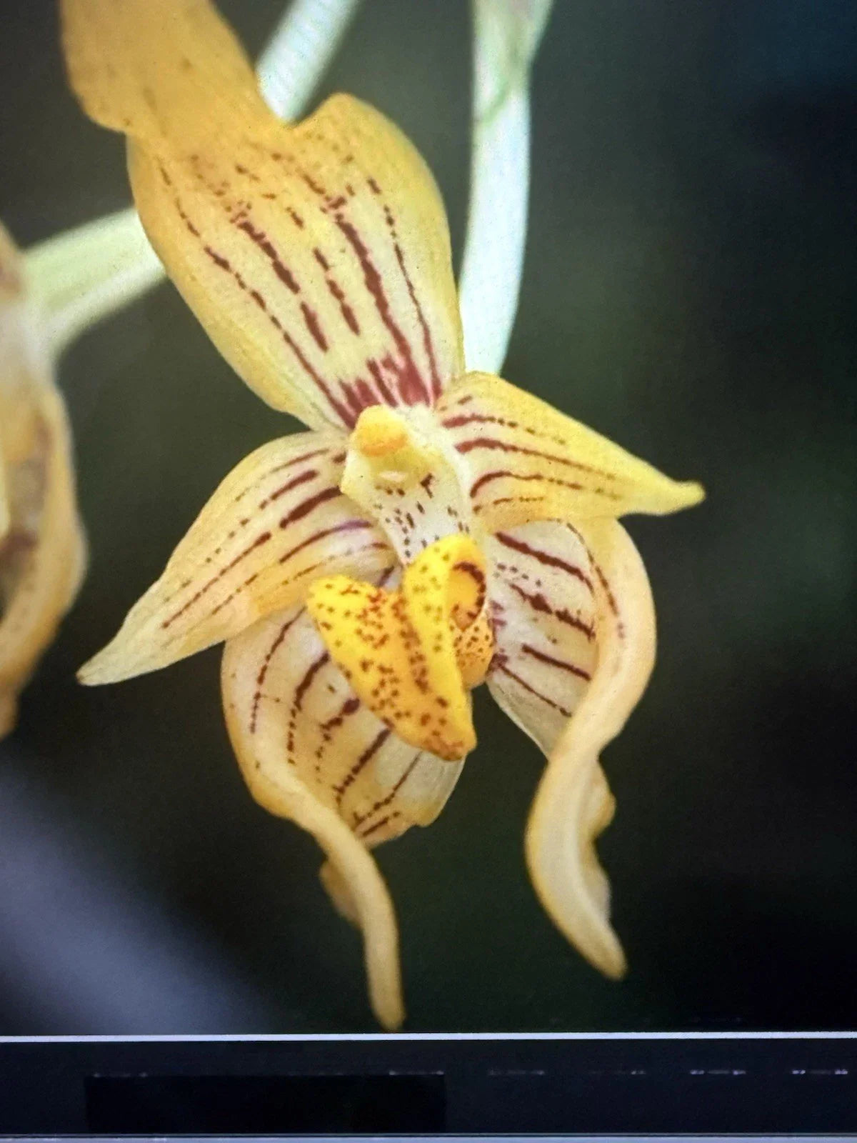 Orchid Plant Bulb, 2-inch Pot, Arvogelli Variety, Orchidaceae Family, Indoor Flowering Plant