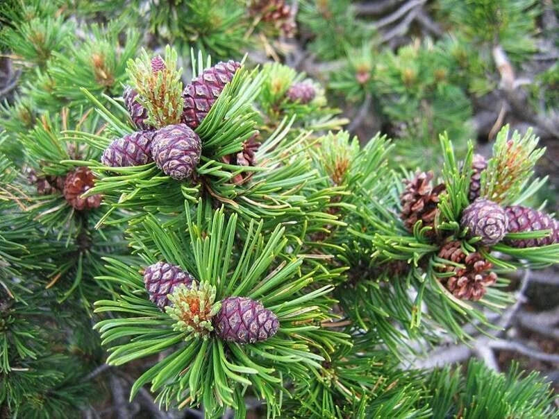Dwarf Mugo Pine Tree Seeds - 30 Pack - Pinus mugo pumilio - Coniferous Evergreen Seeds for Landscaping