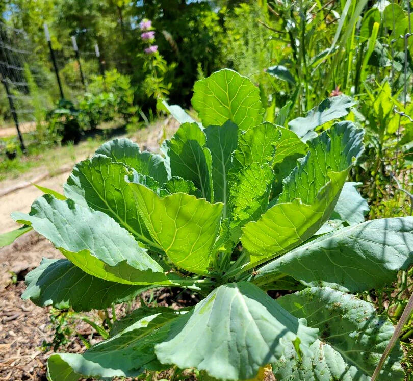 Organic Collard Greens Seeds - 25 Seeds - Florida Grown Southern Garden Vegetable - Brassica oleracea