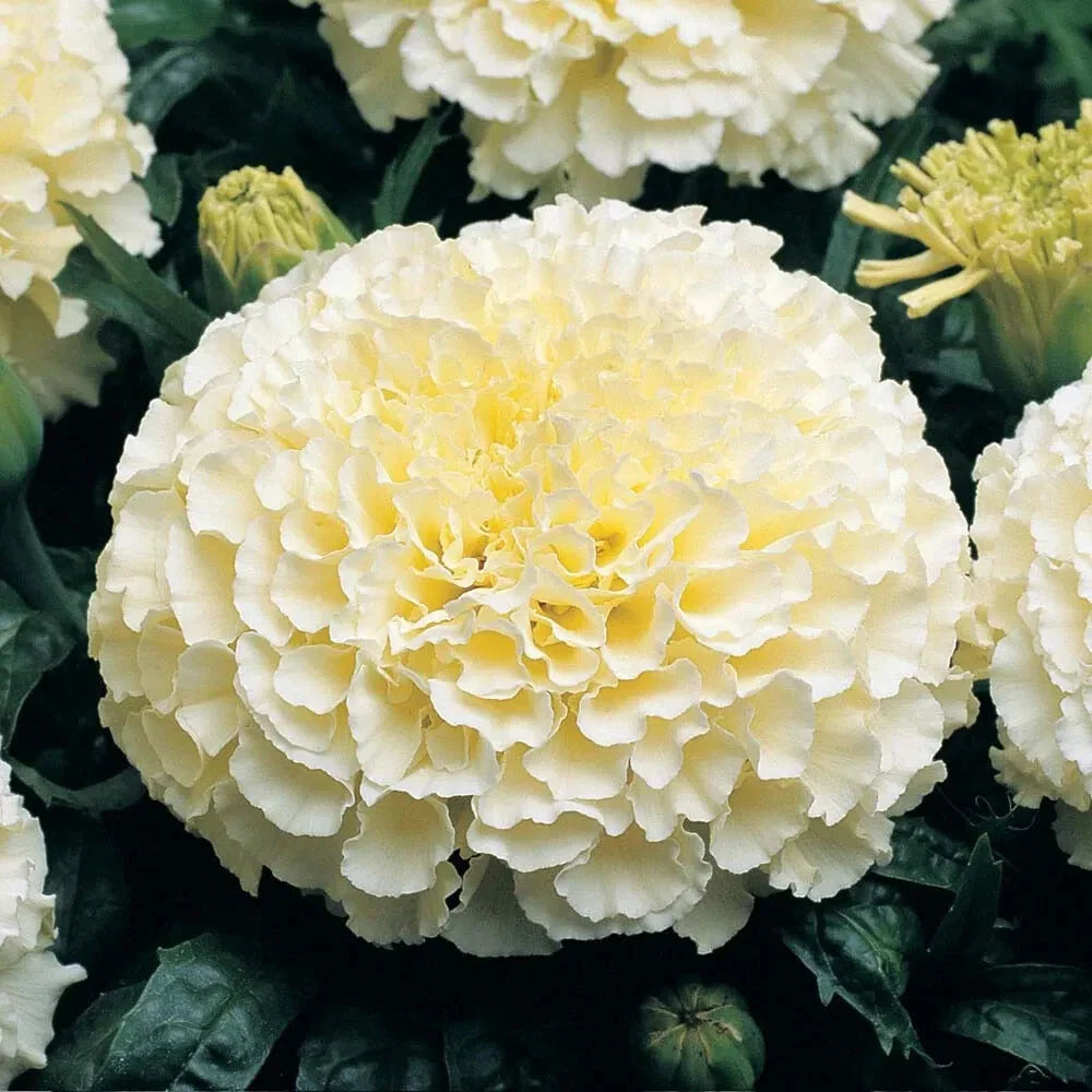 Moonlight Marigold Seeds | Large Double Flowers | Heirloom Non-GMO | Tagetes erecta