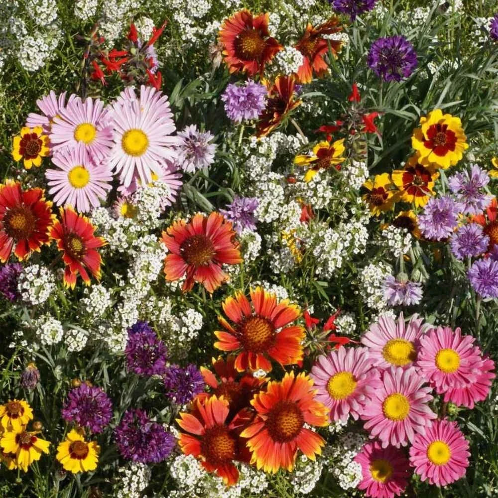 Bird & Butterfly Mix Seeds - 2000+ Seeds, 18 Native Wildflowers for Annual & Perennial Garden, Pollinator-Friendly Plants