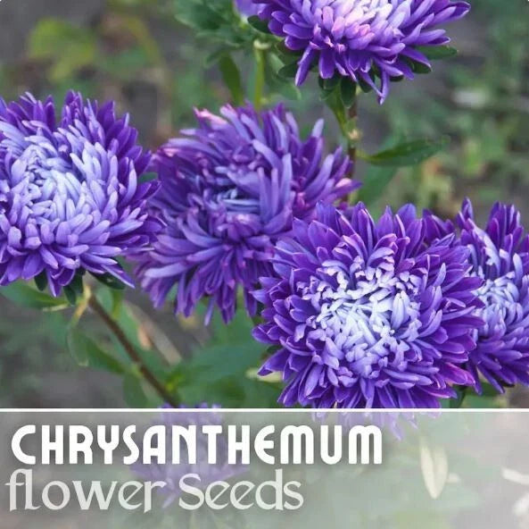 Chrysanthemum Seeds - 200+ Regal Relic Mum Flower Seeds - Annual Flower Seeds for Garden Planting